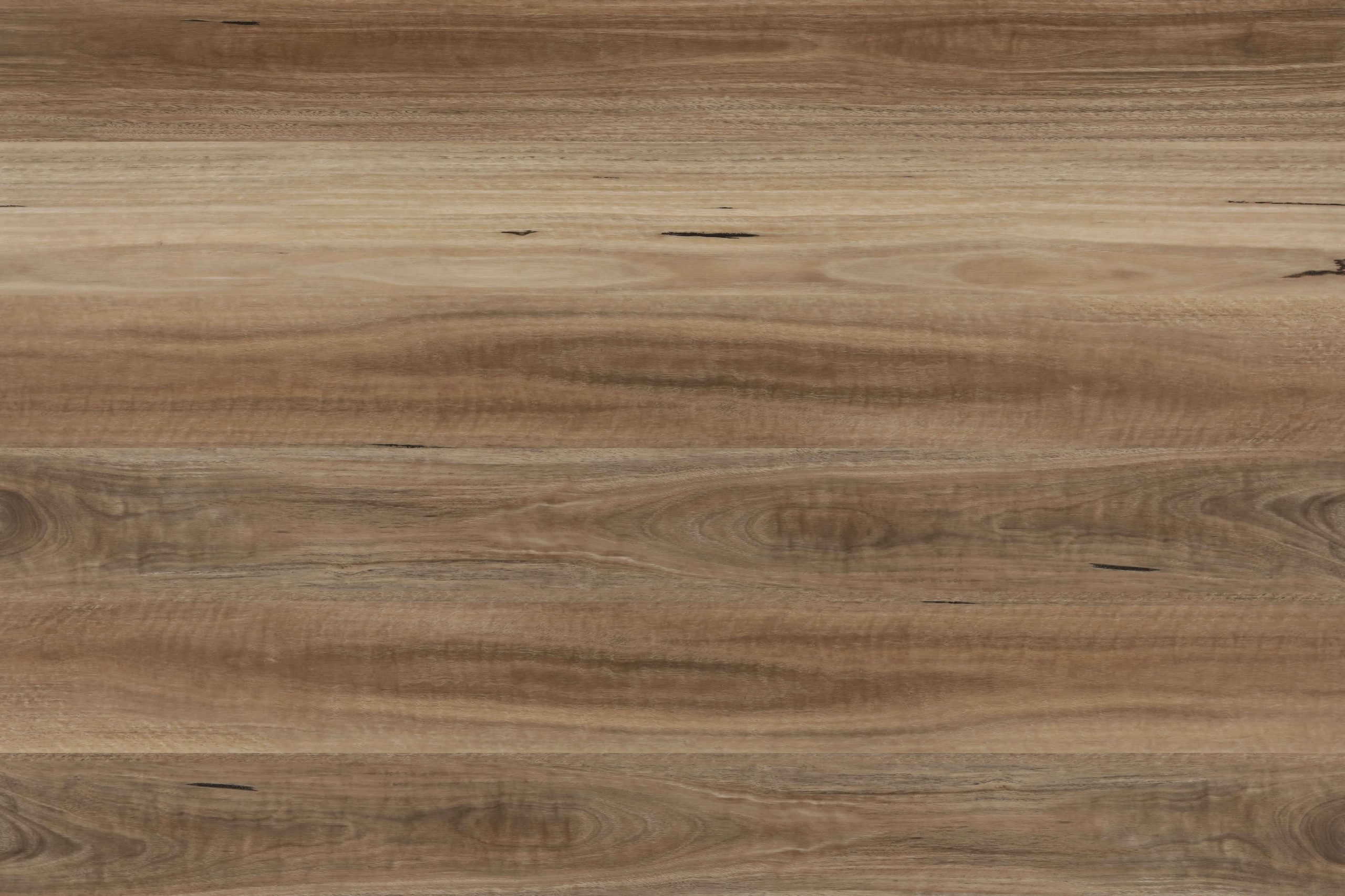 Spotted Gum